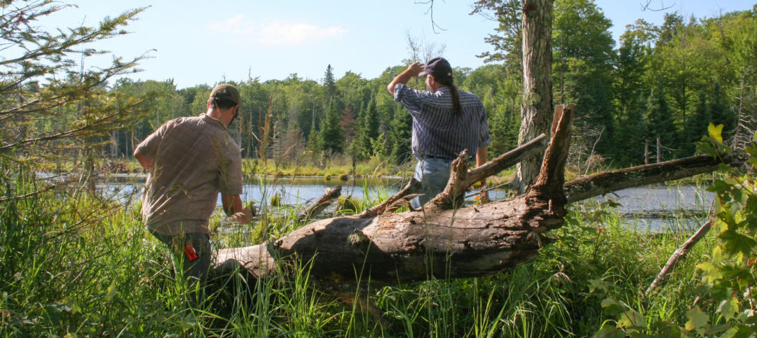 Speaking up for the role of wetlands in climate resilience