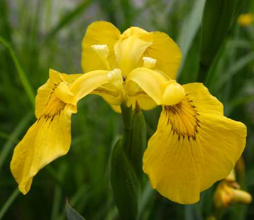 Photo of yellow flag iris flower