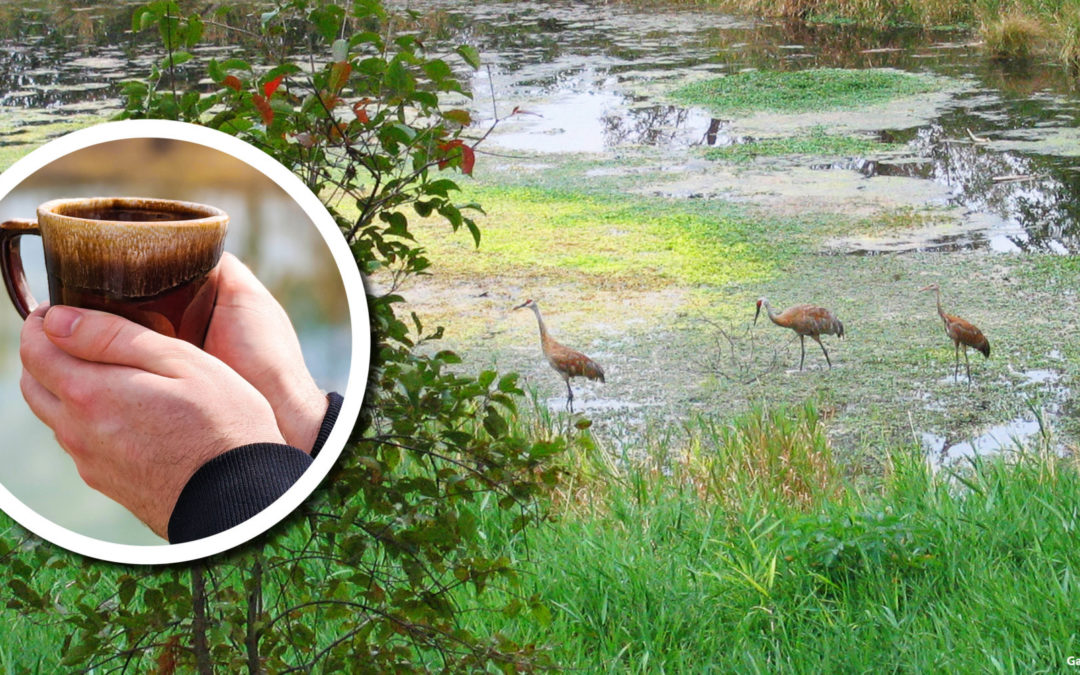 Wetland Coffee Break: Sandhill 101: The ecology and behaviors of Sandhill Cranes