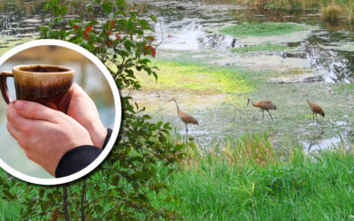 Wetland Coffee Break: Sandhill 101: The ecology and behaviors of Sandhill Cranes