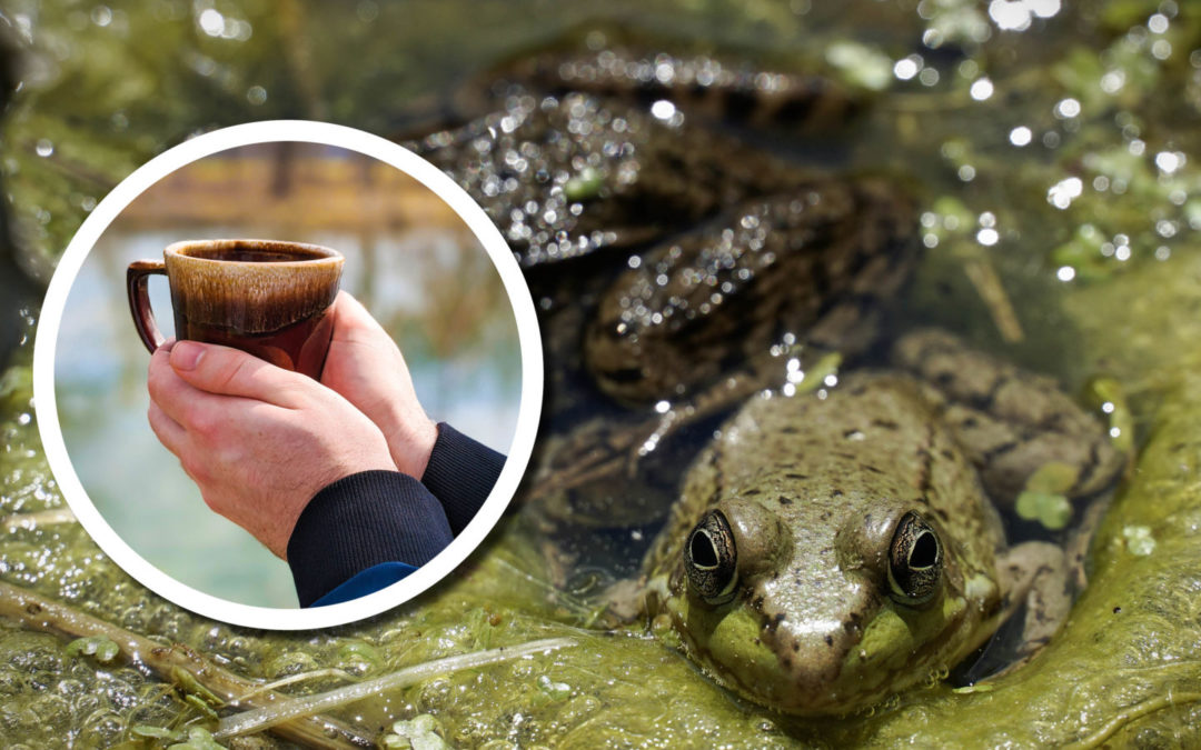 Wetland Coffee Break: Tracking amphibians with HerpMapper