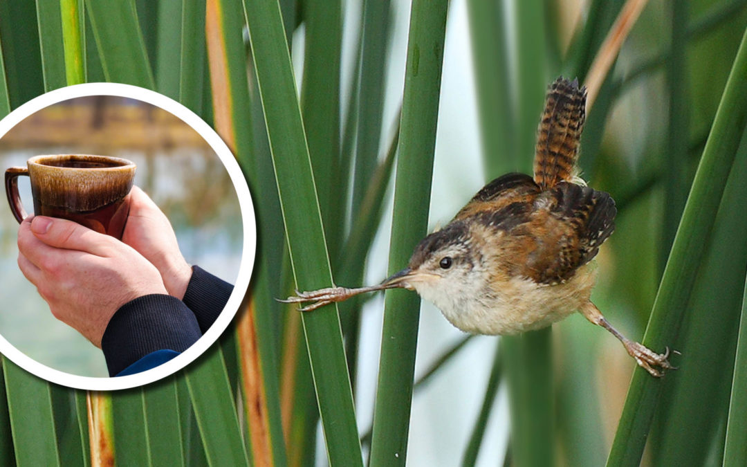 Wetland Coffee Break: Birding Wisconsin’s wetlands