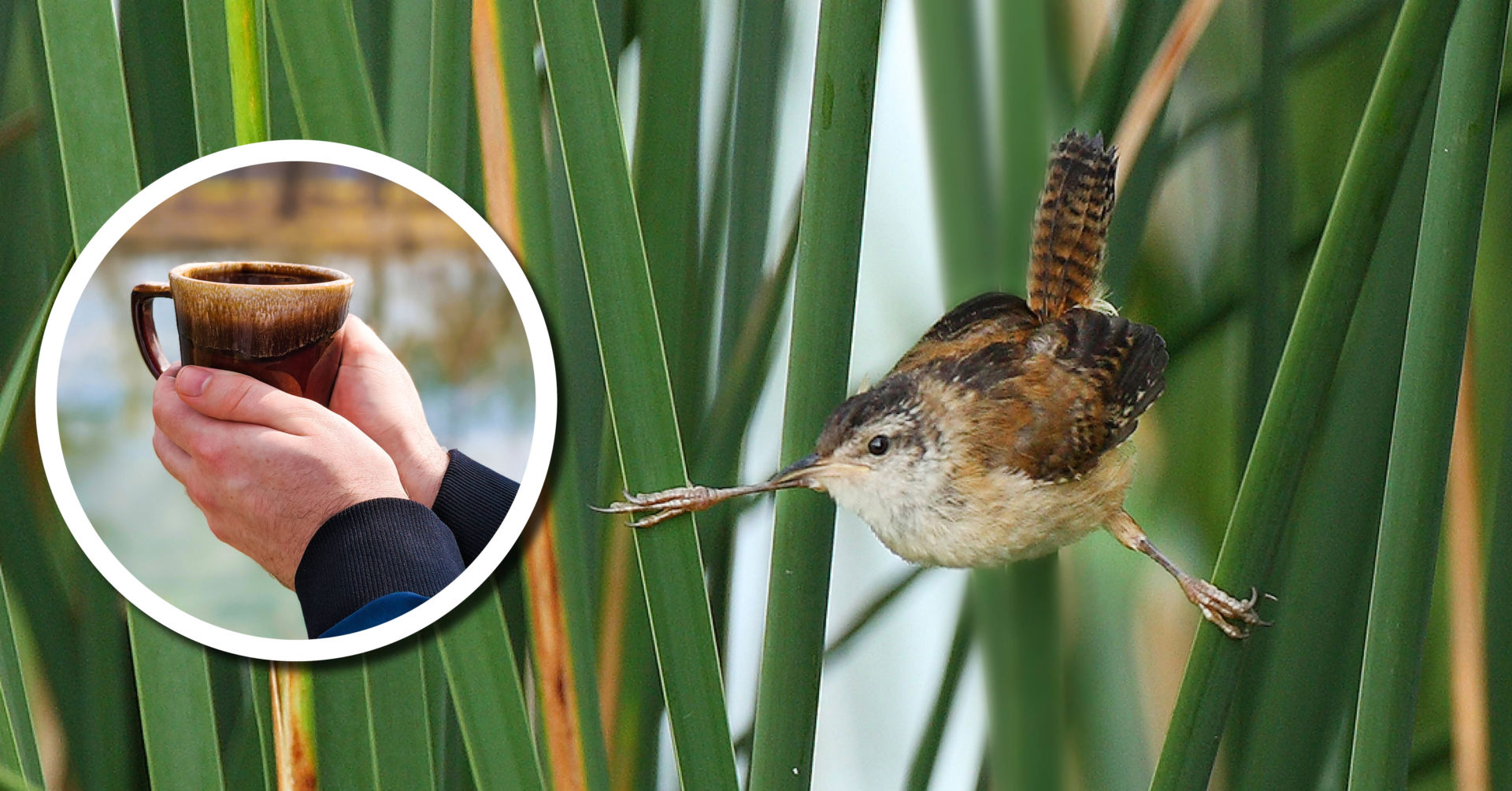 wetland coffee break header image