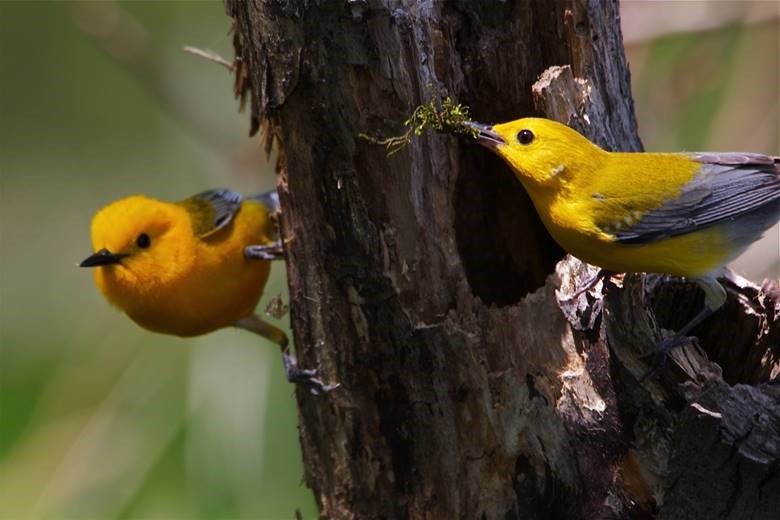 Prothonotary warblers nesting