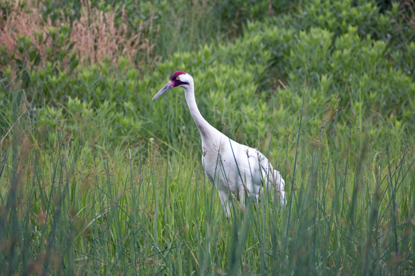 WhoopingCrane_Ken Tapp Yellow Prothonotary warbler sitting in a tree