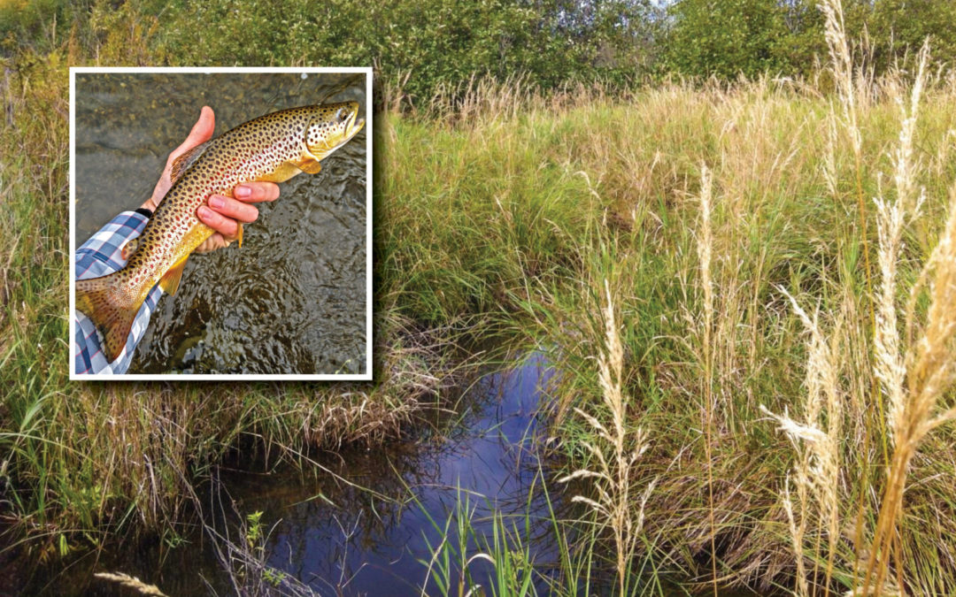Why trout need wetlands