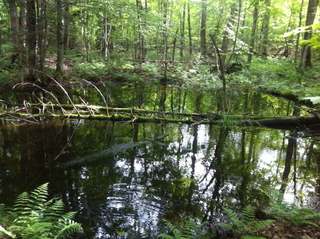 An ephemeral wetland is inundated with water.