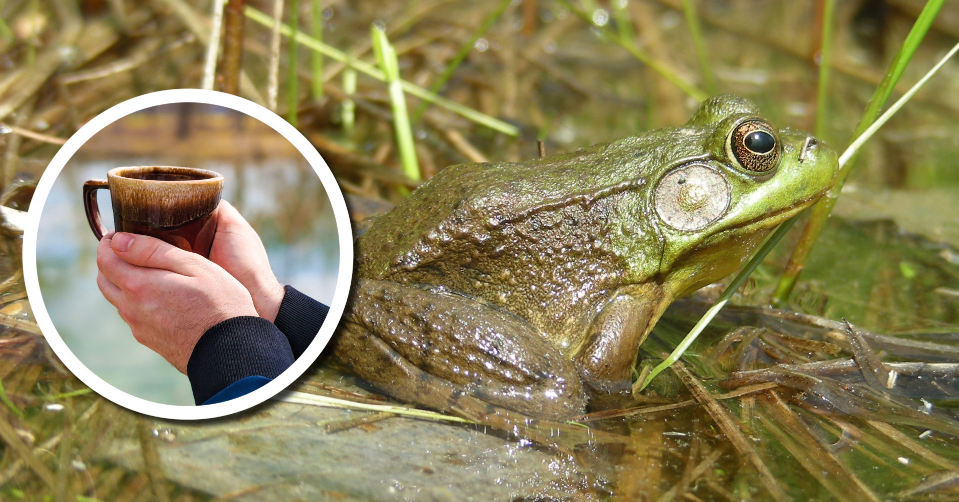 Wetland Coffee Break: New field guide to amphibian egg masses and larvae