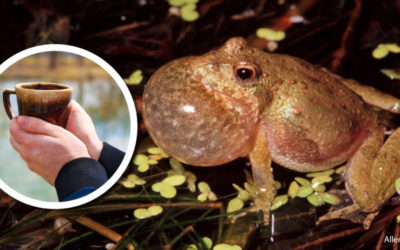 Wetland Coffee Break: Population status of Wisconsin’s endangered/threatened amphibians and reptiles