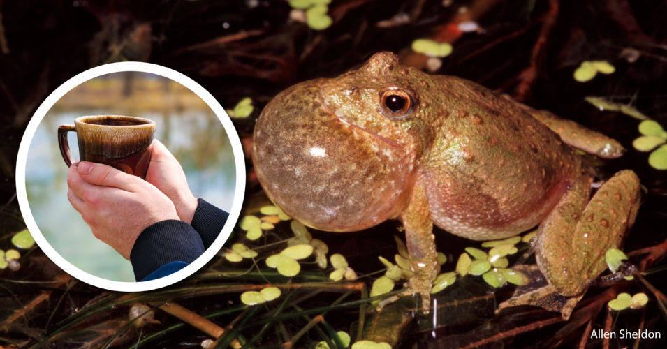 Wetland Coffee Break: Population status of Wisconsin’s endangered/threatened amphibians and reptiles