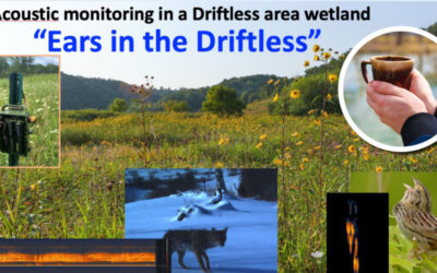 Wetland Coffee Break: Ears in the Driftless