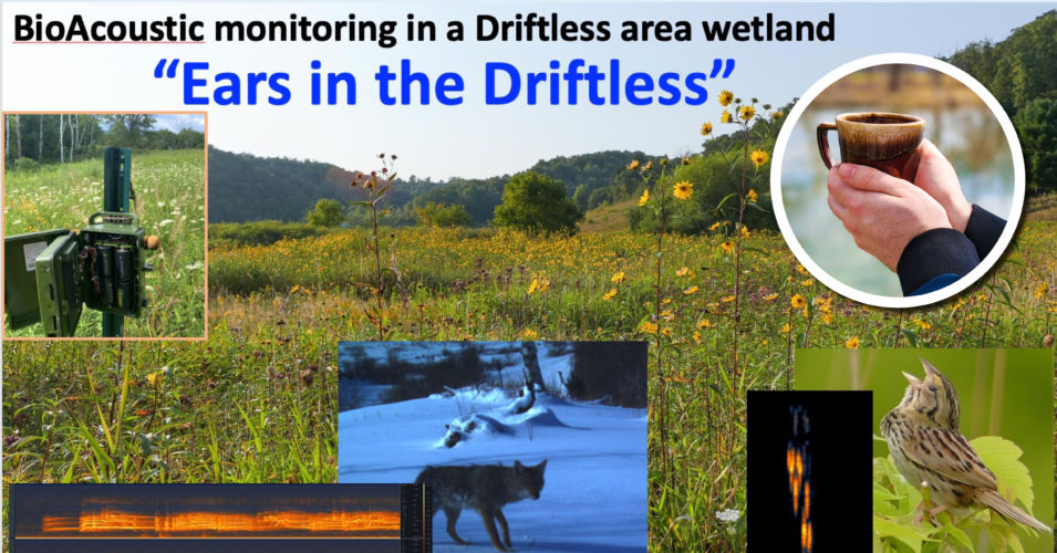 Wetland Coffee Break: Ears in the Driftless