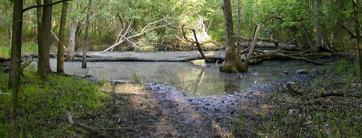 An ephemeral pond