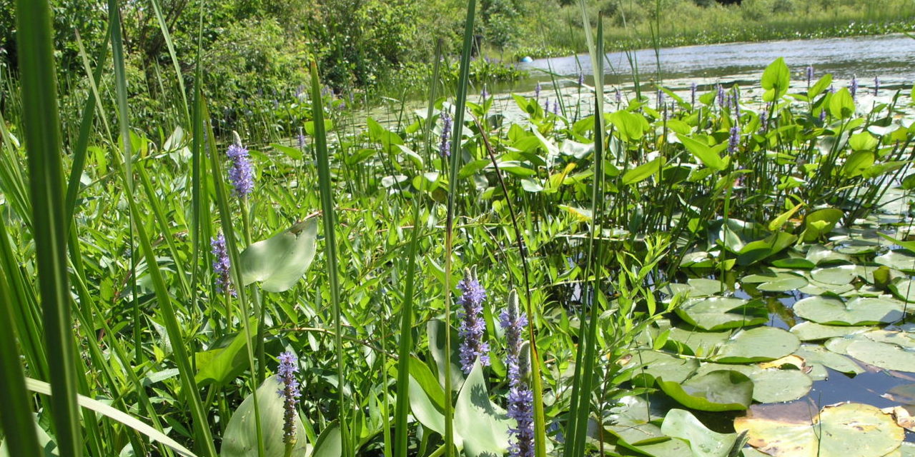 How to identify Wisconsin’s common wetland types, Part I Wisconsin