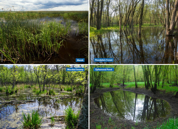 Four photos of four different wetland types; a marsh, a floodplain forest, a coniferous swamp, and an ephemeral pond.