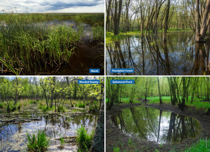 How to identify Wisconsin’s common wetland types, Part I