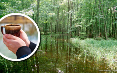 Wetland Coffee Break: Managing impacts of the invasive Emerald Ash Borer on Wisconsin’s wooded wetlands
