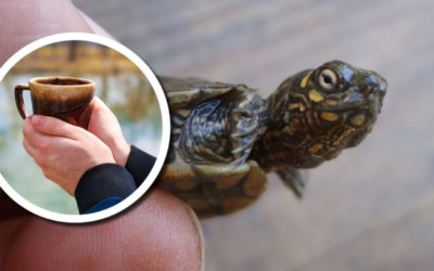 Wetland Coffee Break: Old lineage, new threats: The Ouachita map turtles of the Lower Wisconsin River