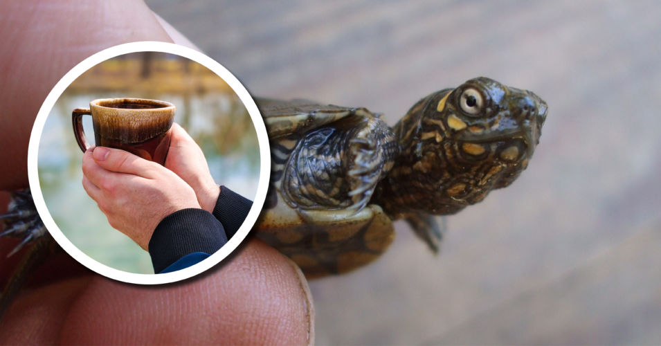 Wetland Coffee Break: Old lineage, new threats: The Ouachita map turtles of the Lower Wisconsin River