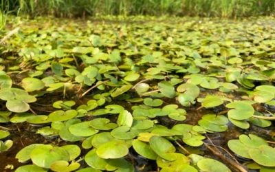New wetland invasive plant discovered in Wisconsin: European frog-bit
