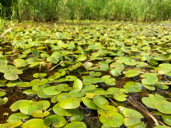 New wetland invasive plant discovered in Wisconsin: European frog-bit