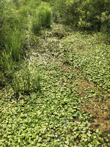 Photo of European frog invading a wetland