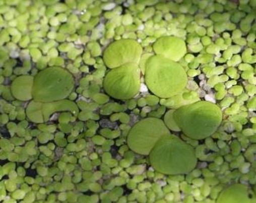 photo of green duckweed