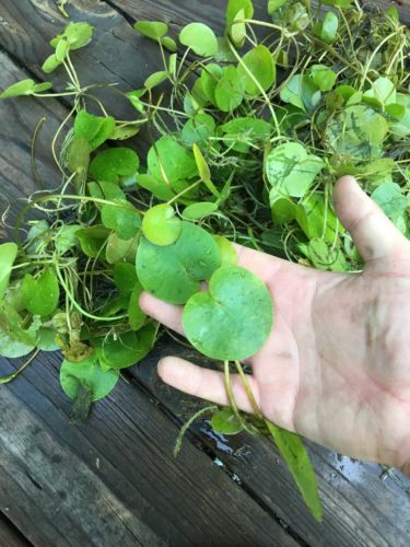 european frogbit photo Photo of the invasive plant European frog on a person's hand