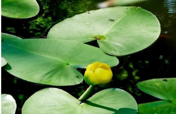 photo of yellow-flowered spatterdock