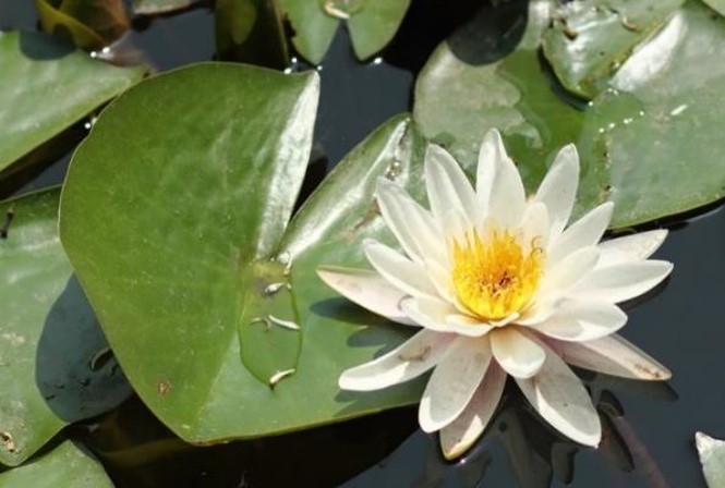 white water lily photo of blooming white water lily