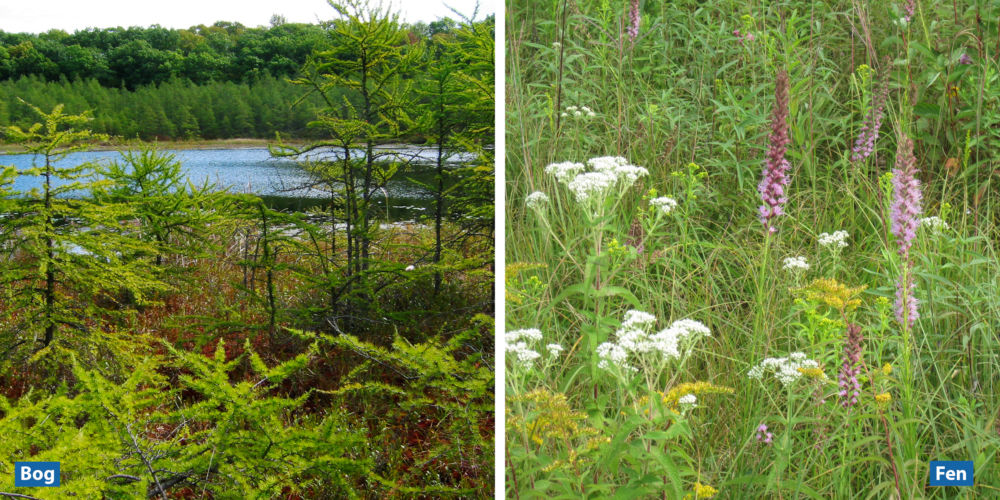 A photo of a bog and a fen.