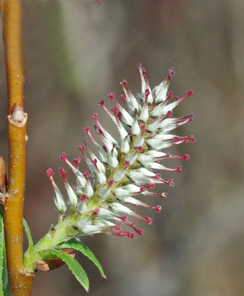 Photo of a willow.