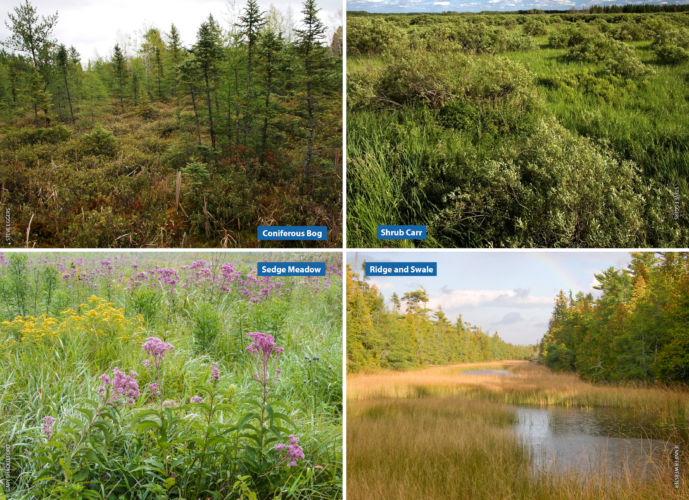 Four image collage of a coniferous bog, shrub carr wetland, sedge meadow, and ridge and swale.