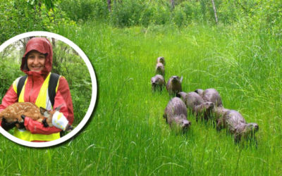 Wetland Coffee Break: Snapshot Wisconsin: Gathering and using trail camera data in wetlands and beyond