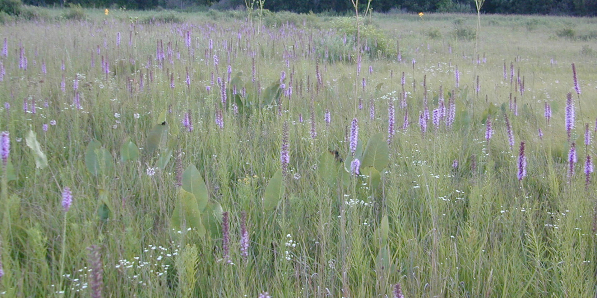 sedge meadow web crops