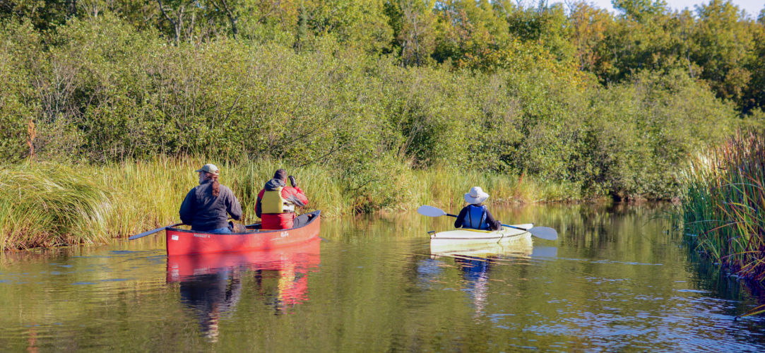 A canoe and a kayak paddle down a small river with trees and emergent grasses.