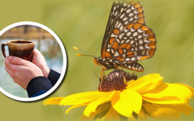 Wetland Coffee Break: Wetland butterflies of Wisconsin