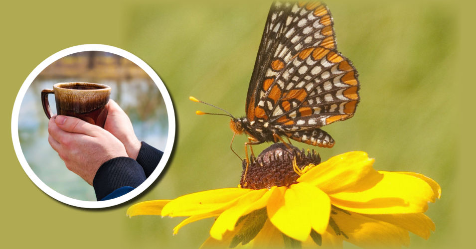 Photo of a butterfly on a flower with the Wetland Coffee Break logo inset.