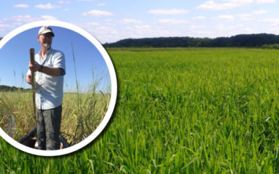 Wetland Coffee Break: Visiting the Great Spirit’s Garden: Wild rice in Wisconsin’s wetlands