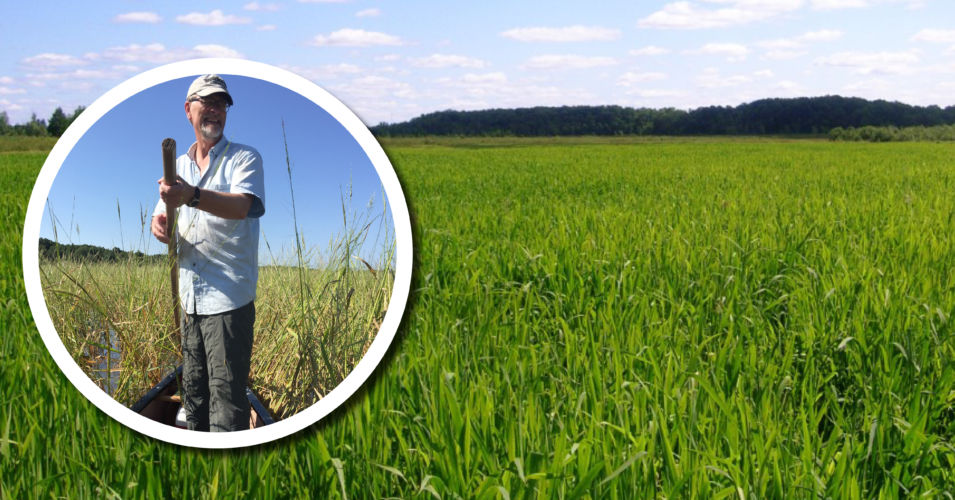 Image of wild rice with inset photo of person polling through wild rice in a canoe