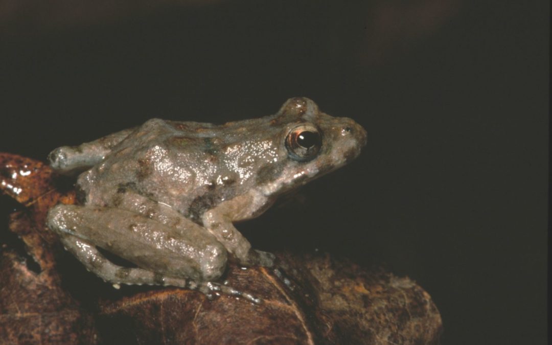 A Blanchard's Cricket Frog.