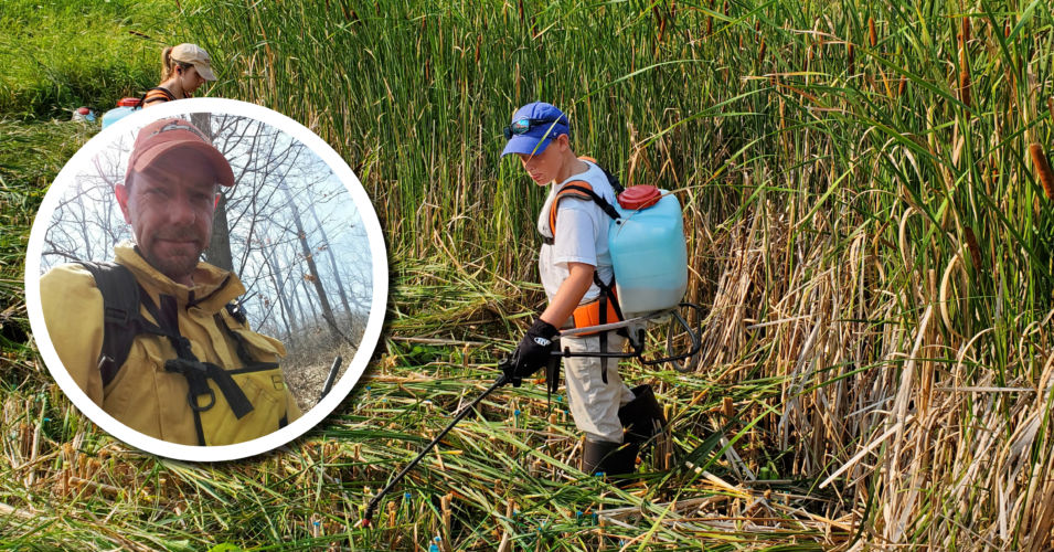 Wetland Coffee Break: Chemical control of cattail in species-rich wetlands