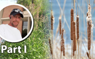 Wetland Coffee Break: Toward more effective invasive species management: Part 1