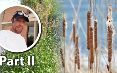 Wetland Coffee Break: Toward more effective invasive species management: Part 2