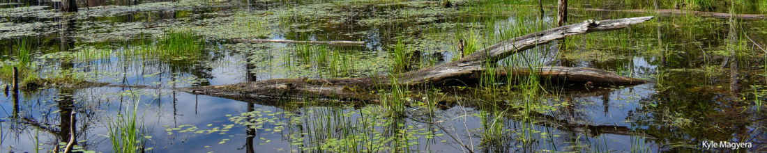 A beautiful swamp.