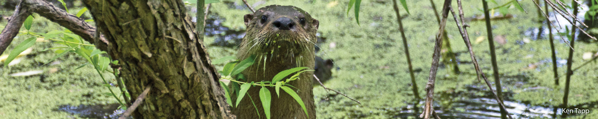 Otter in wetland