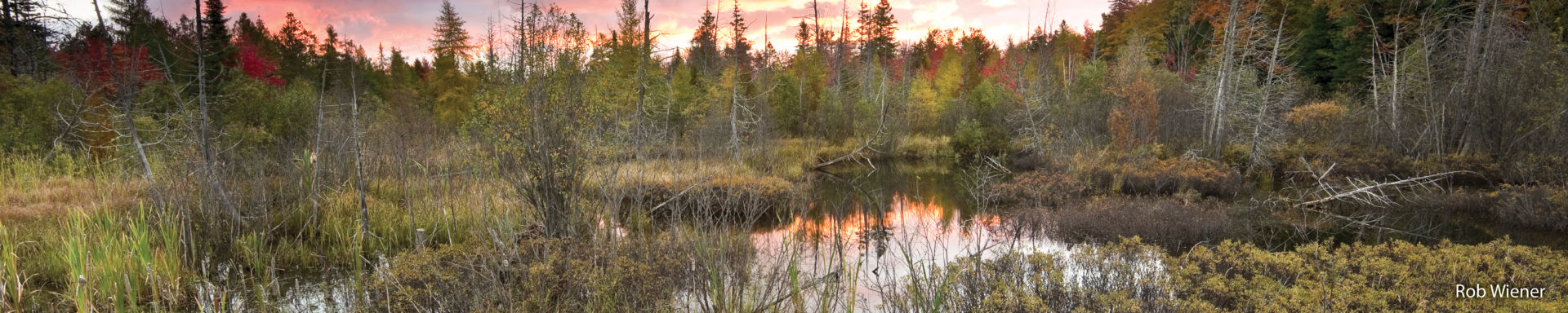 Sunset over wetland