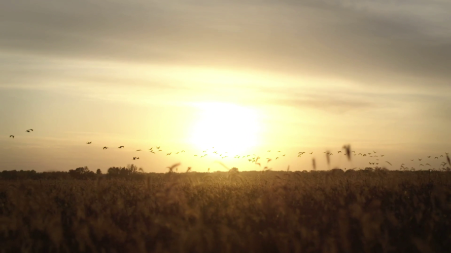 Birds fly over the Oneida Nation’s restored wetlands during the fall migration.