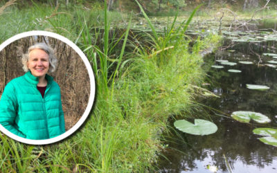 Wetland Coffee Break: Spectacular sedges in Wisconsin’s wetlands​