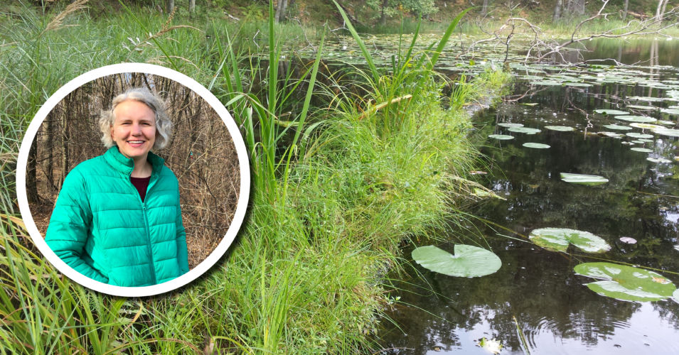 A photo of Dr. Mandy Little and a photo of sedges.